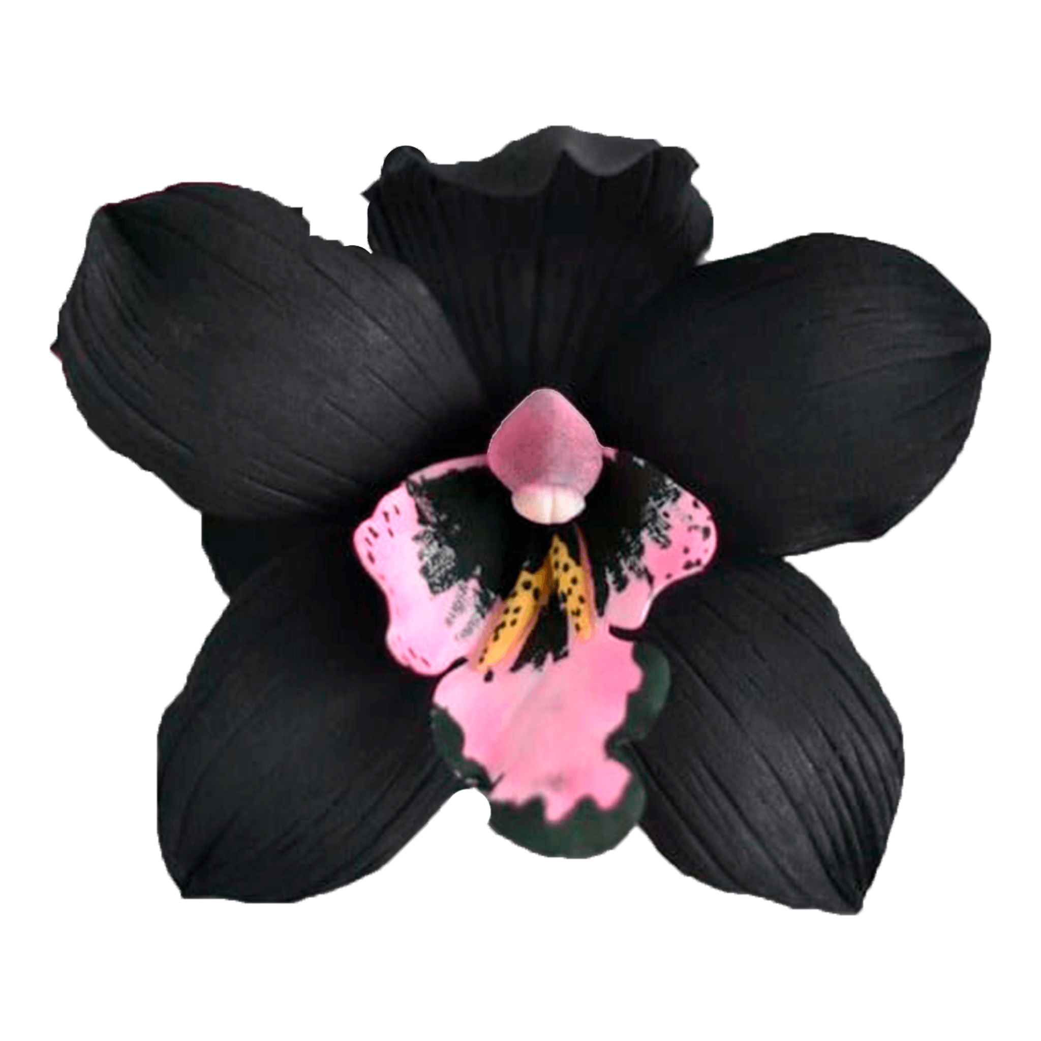Black Swan Fragrance - Indoor Mist