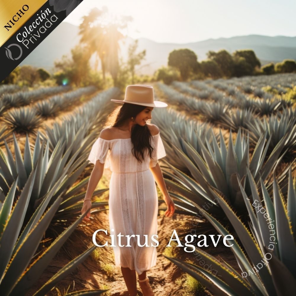 Subscription Citrus Agave (Lemon - Agave) - Olfativa Home Subscription